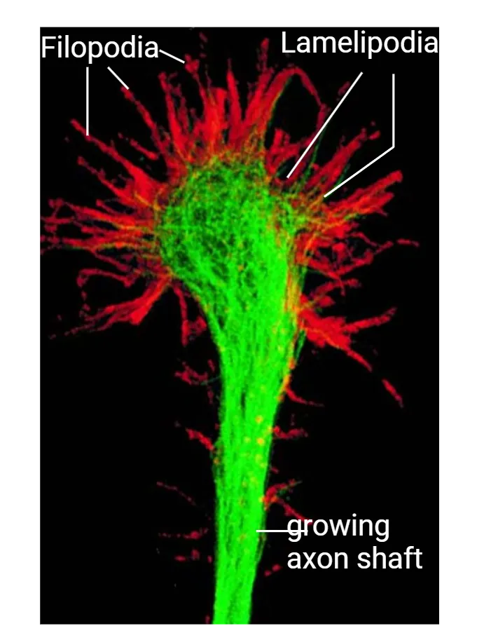 An immunofluorescent image of a growth cone. It shows a fan of filopodia and lamellipodia extending from a long stalk (the growing axon shaft). The appearance is like a many-fingered hand extending from an arm.