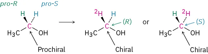 The structure of ethanol with prochiral C2  labeled  leads to the formation of two chiral compounds, one with C2  labeled R and other with C2  labeled S.