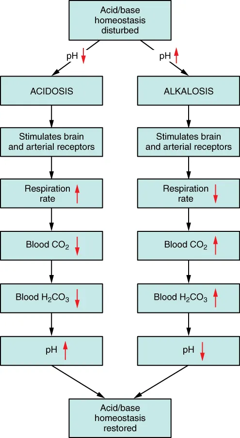 This top to bottom flowchart describes the regulation of PH in the blood. The left branch shows acidosis, which is when the PH of the blood drops. Acidosis stimulates brain and arterial receptors, triggering an increase in respiratory rate. This causes a drop in blood CO two and H two CO three. A drop in these two acidic compounds causes the blood PH to rise back to homeostatic levels. The right branch shows alkalosis which is when the PH of the blood rises. Alkalosis also stimulates brain and arterial receptors, but these now trigger a decrease in respiratory rate. This causes an increase in blood CO two and H two CO three, which lowers the PH of the blood back to homeostatic levels.
