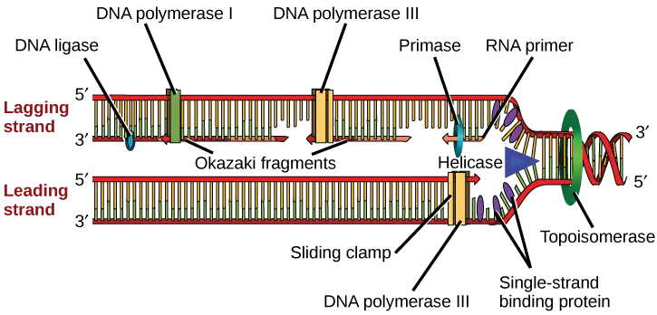 Illustration shows the replication fork. Helicase unwinds the helix, and single-strand binding proteins prevent the helix from re-forming. Topoisomerase prevents the DNA from getting too tightly coiled ahead of the replication fork. DNA primase forms an RNA primer, and DNA polymerase extends the DNA strand from the RNA primer. DNA synthesis occurs only in the 5' to 3' direction. On the leading strand, DNA synthesis occurs continuously. On the lagging strand, DNA synthesis restarts many times as the helix unwinds, resulting in many short fragments called “Okazaki fragments.” DNA ligase joins the Okazaki fragments together into a single DNA molecule.