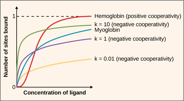 This figure displays the number of bound sites for protein binding sites, ranging from zero to one, over the concentration of ligands in a line graph. The line graphs are colored coded for different equilibrium constants for a ligand receptor system.