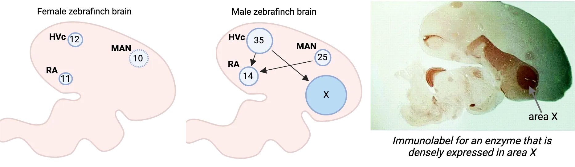 Diagrams of male and female zebrafinch brains are shown, with area X being large in the males and small in the females. Interconnections between area X and other regions are also shown in male, being absent in females. An immunolabeled sagittal slice of a zebrafinch brain is also shown with area X being darkly labeled.