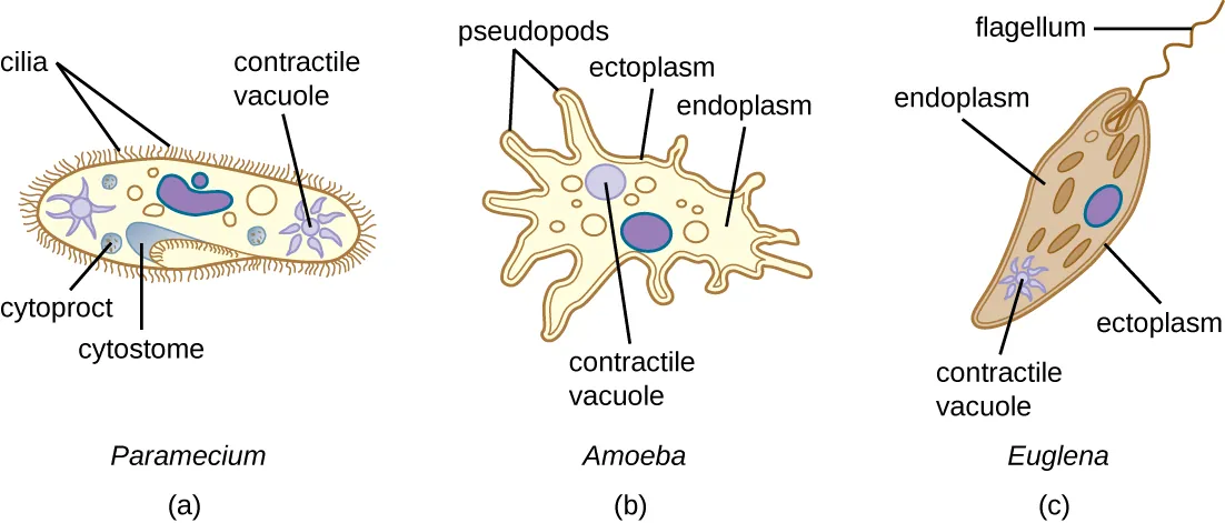 Paramecium, amoeba, euglena. Description below.