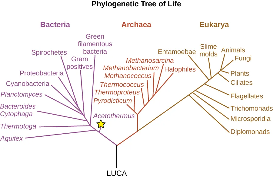 A diagram of a phylogenetic tree. Description below.