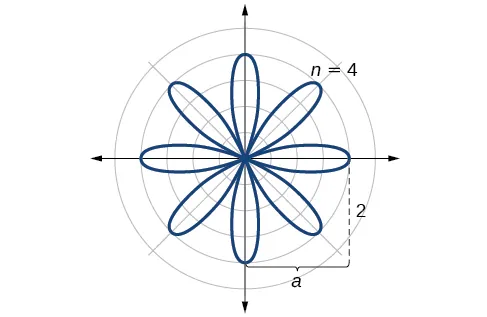 Dibujo de la curva rosa polar r = 2 * cos(4 theta). Sale a la distancia de 2 por cada pétalo 2n veces (aquí 2 * 4 = 8 veces).