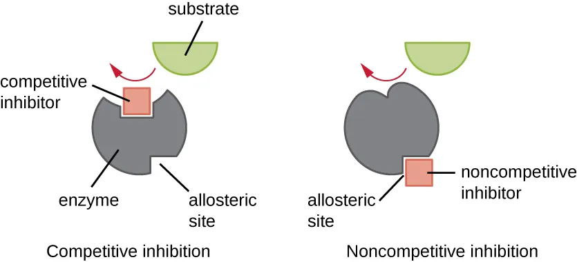 Diagram of competitive inhibition. Description below.
