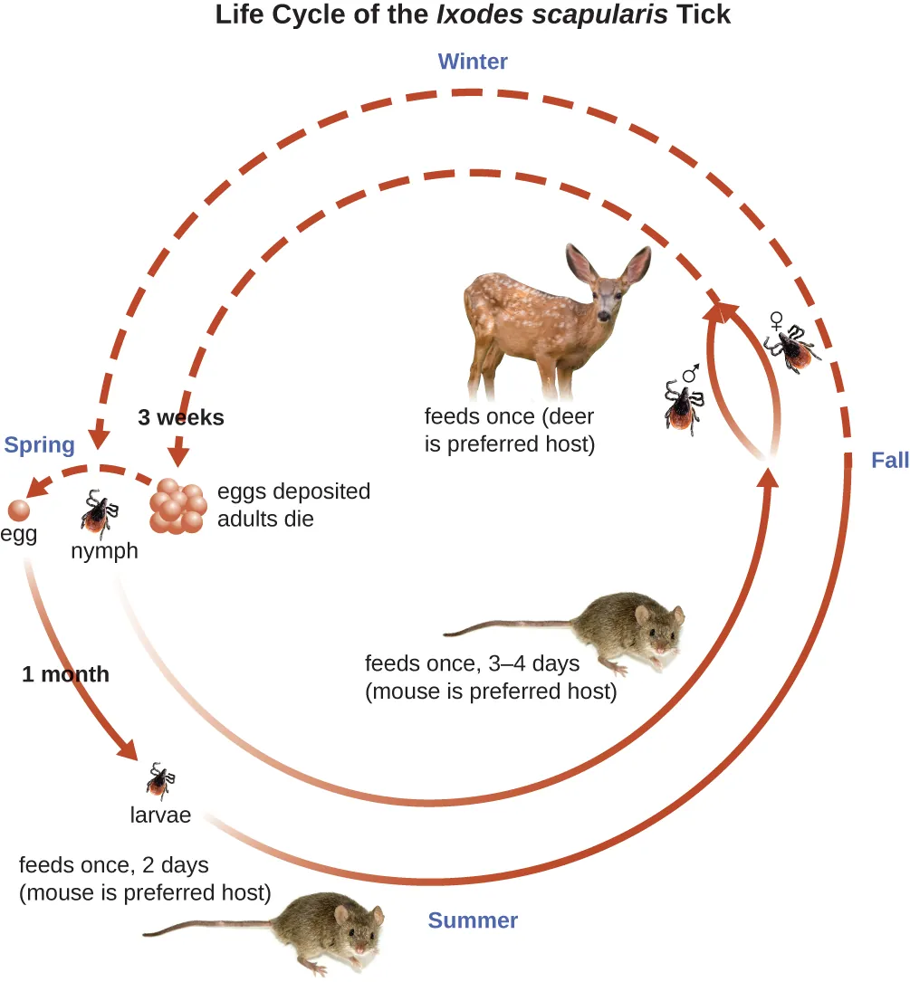 Life cycle of the Ixodes scapularis. Description below.