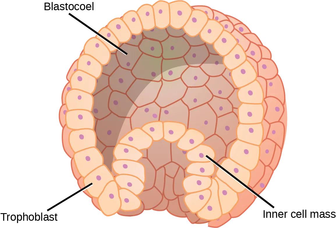 Illustration shows a hollow ball of cells with an inner cell mass clustered to one side. The exterior is called the trophoblast.