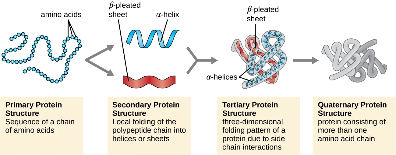 Primary protein structure: sequence of a chain of amino acids. Description below.