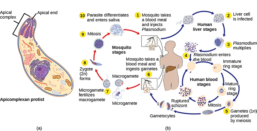 Illustration A shows an oval cell that has a narrow end and a wide end. The apical complex is located at the narrow end. The three branches of this complex narrow and join at the apical, or narrow, end of the cell. Illustration b shows the life cycle of Plasmodium, which causes malaria. The plasmodium life cycle begins when a mosquito takes a blood meal and injects Plasmodium into the bloodstream. The Plasmodium enters the liver where it multiplies, and eventually reenters the blood. In the blood it enters the ring stage, so called because the cell is curled into a ring shape. The Ring stage may multiply by mitosis or it may undergo meiosis, forming new 1n gametes of male or female sex types. When a mosquito takes a blood meal from an infected host the gametes are ingested. A smaller gamete sex type, called a microgamete, fertilizes a larger sex type, called a macrogamete, producting a 2n zygote. The zygote undergoes mitosis and differentiation. It enters the saliva where it can be injected into another host, completing the cycle.