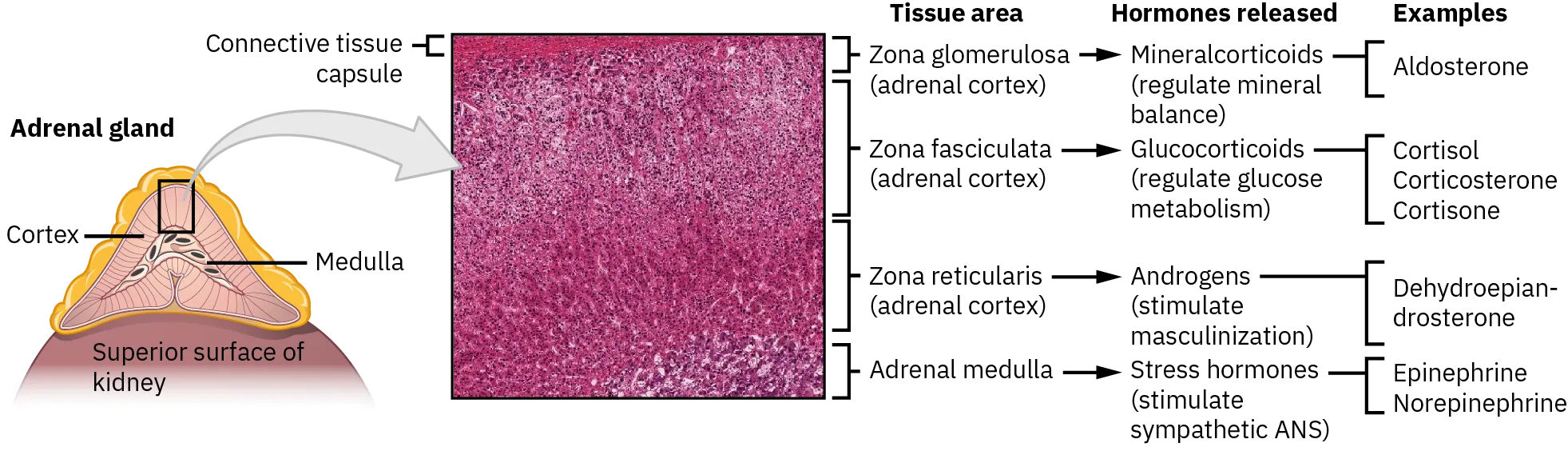 The adrenal gland, located atop the kidney, is composed of an outer cortex and an inner medulla all surrounded by a connective tissue capsule. The cortex can be subdivided into additional zones, all of which produce different types of hormones. The outermost layer is the zona glomerulosa, which releases mineralcorticoids, such as aldosterone, that regulate mineral balance. Underneath this layer is the zona fasciculate, which releases glucocorticoids, such as cortisol, corticosterone and cortisone, that regulate glucose metabolism. Underneath this layer is the zona reticularis, which releases androgens, such as dehydroepiandrosterone, that stimulate masculinization. Below this layer is the adrenal medulla, which releases stress hormones, such as epinephrine and norepinephrine, that stimulate the sympathetic ANS.