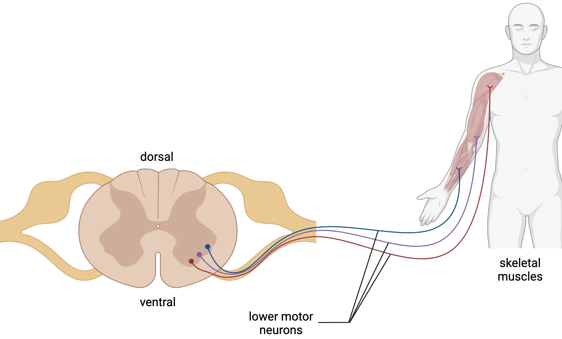 A diagram of a horizontal section of spinal cord, showing three neurons with cell bodies in the ventral grey matter. They send axons to an arm muscle, such that the most lateral neuron contacts the most lateral part of the arm muscle.