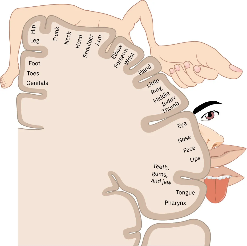 An illustration of the motor strip of frontal lobe and corresponding areas of the body over which it has control: Genitals, Toes, Foot, Leg, Hip, Trunk, Neck, Head, Shoulder, Arm, Elbow, Forearm, Wrist, Hand, Little, Ring, Middle, Index, Thumb, Eye, Nose, Face, Lips, Teeth, gums, and jaw, Tongue, Pharynx.