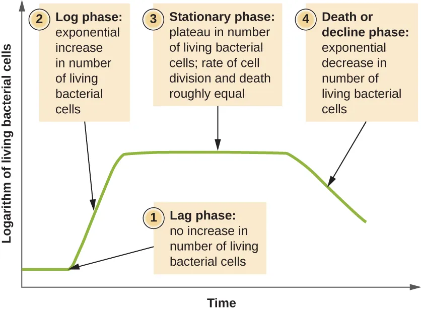 Logarithm of living bacterial cells over time. Description below.