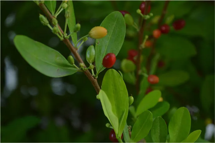 Photo of a closeup of a cocoa bush, with bright green leaves and red berries.