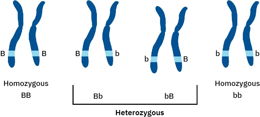 Illustration of possible pairings of chromosomes – Homozygous (BB), Heterozygous (Bb, bB), and Homozygous (bb).