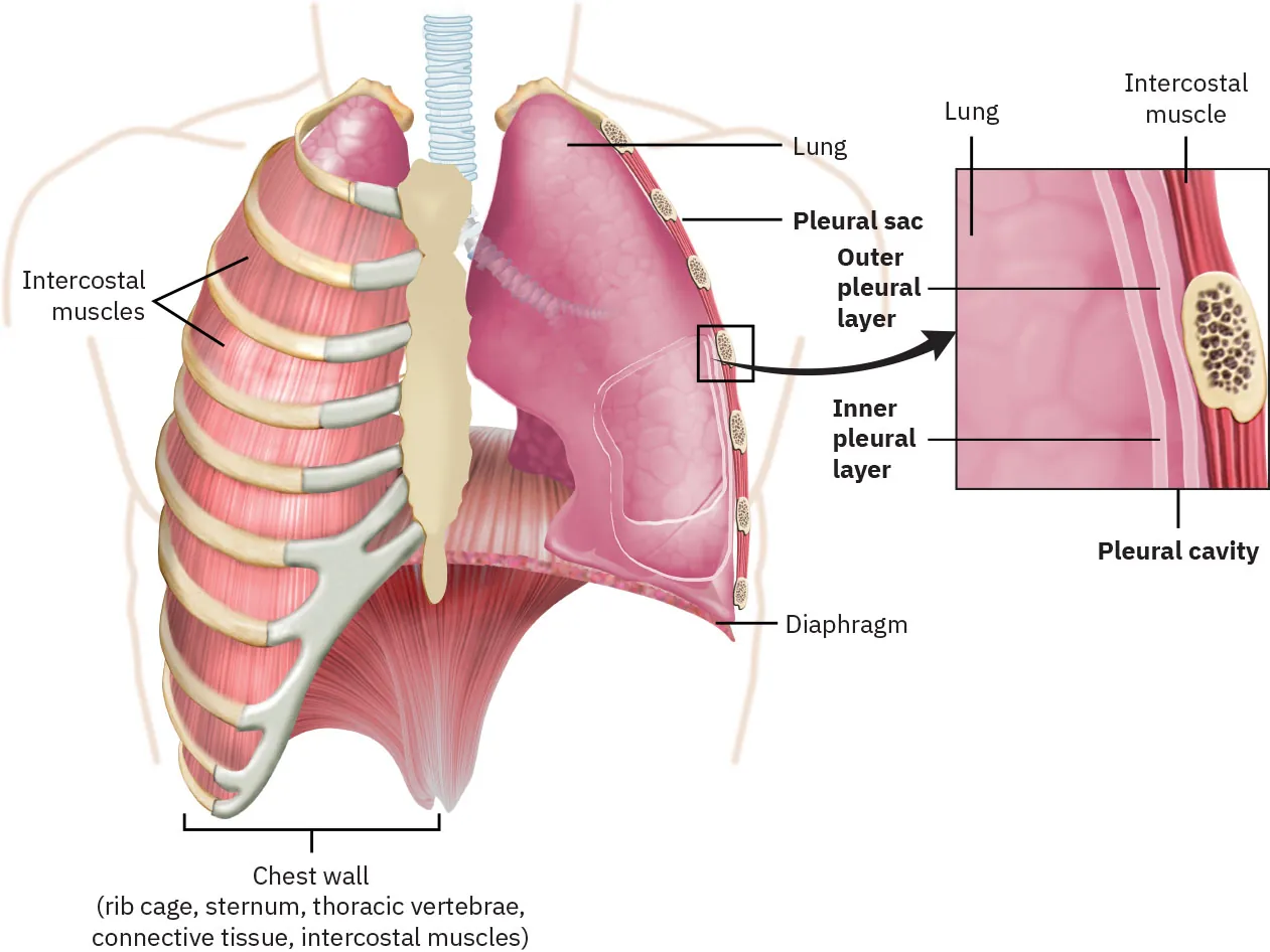 Diagram showing lungs, labeling intercostal muscles, chest wall (rib cage, sternum, thoracic vertebrae, connective tissue, intercostal muscles), lung, pleural sac, diaphragm, outer pleural layer, inner pleural layer, pleural cavity.