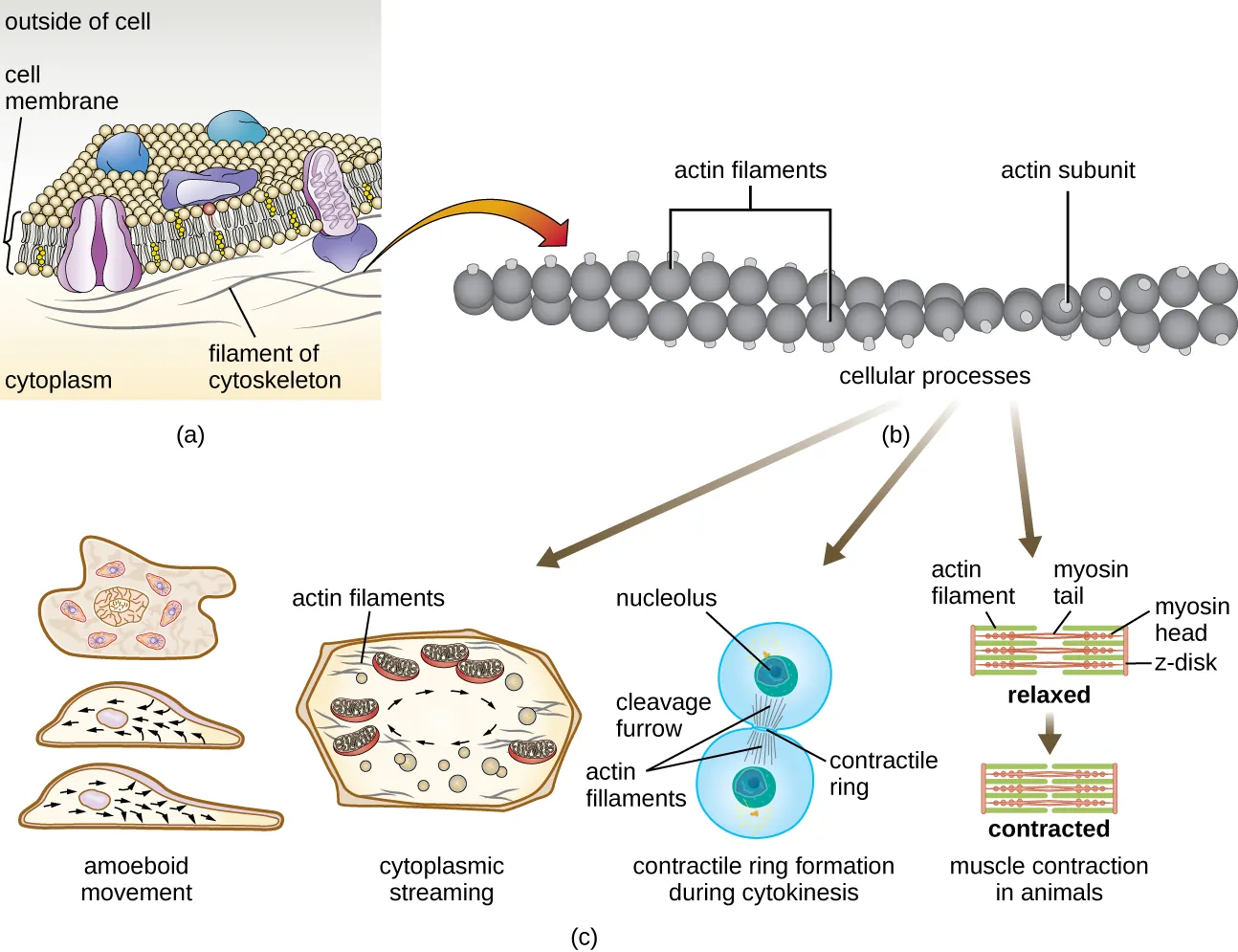 The microfilament. Description below.