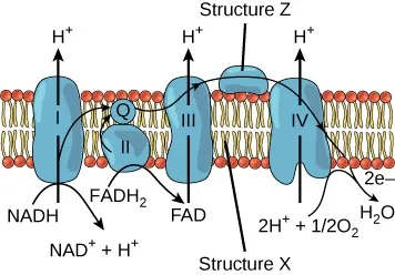 This illustration shows the electron transport chain embedded in the inner mitochondrial membrane. The electron transport chain consists of four electron complexes. Complex 1 oxidizes NADH to NAD+ and simultaneously pumps a proton across the membrane to the inter membrane space. The two electrons released from NADH are shuttled to coenzyme Q, then to complex 3, to cytochrome c, to complex 4, then to molecular oxygen. In the process, two more protons are pumped across the membrane to the intermembrane space, and molecular oxygen is reduced to form water. Complex 2 removes two electrons from FADH2, thereby forming FAD. The electrons are shuttled to coenzyme Q, then to complex 3, cytochrome c, complex 1, and molecular oxygen as in the case of NADH oxidation. In the figure the inner mitochondrial membrane is labelled Structure X and cytochrome C is labelled Structure Z.