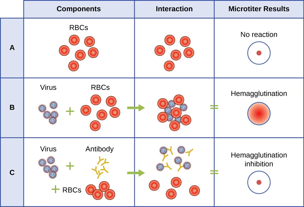 Hemagglutination test results. Description below.