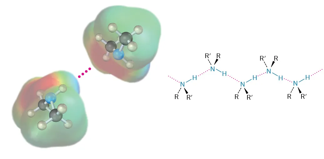 The electrostatic potential map and structure of an amine. The structures are linked via hydrogen bond. The structure shows nitrogen linked to R, R dash group and hydrogen atom.