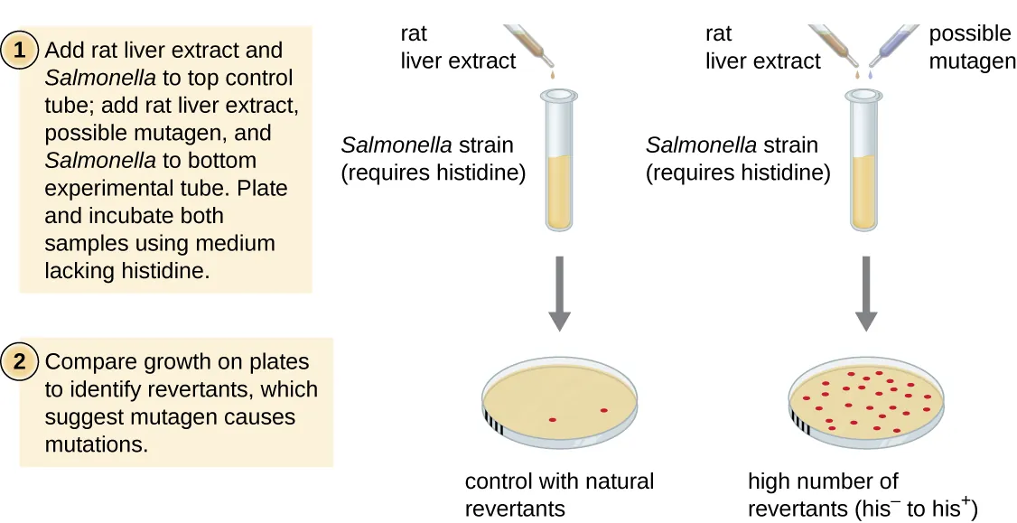 Diagram of the Ames test. Description below.