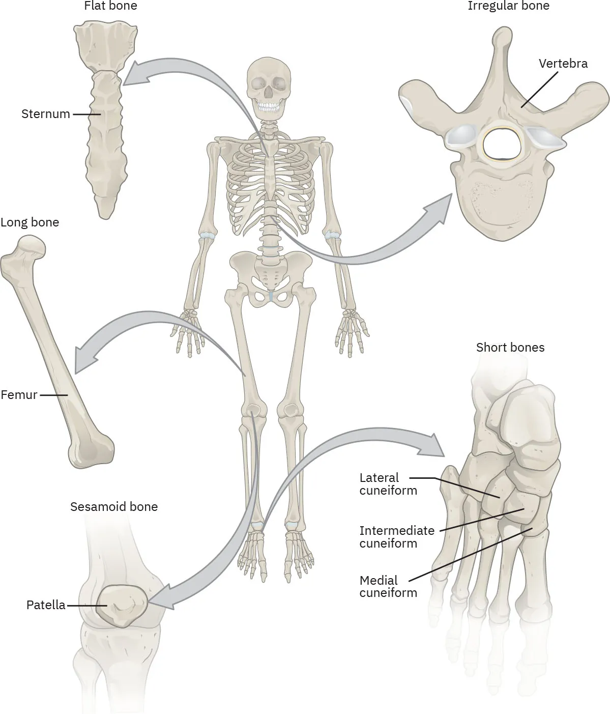 Diagram of skeleton with certain bones separately enlarged and labeled: flat bone: sternum; irregular bone: vertebra; long bone: femur; sesamoid bone: patella; short bones: lateral cuneiform, intermediate cuneiform, medial cuneiform