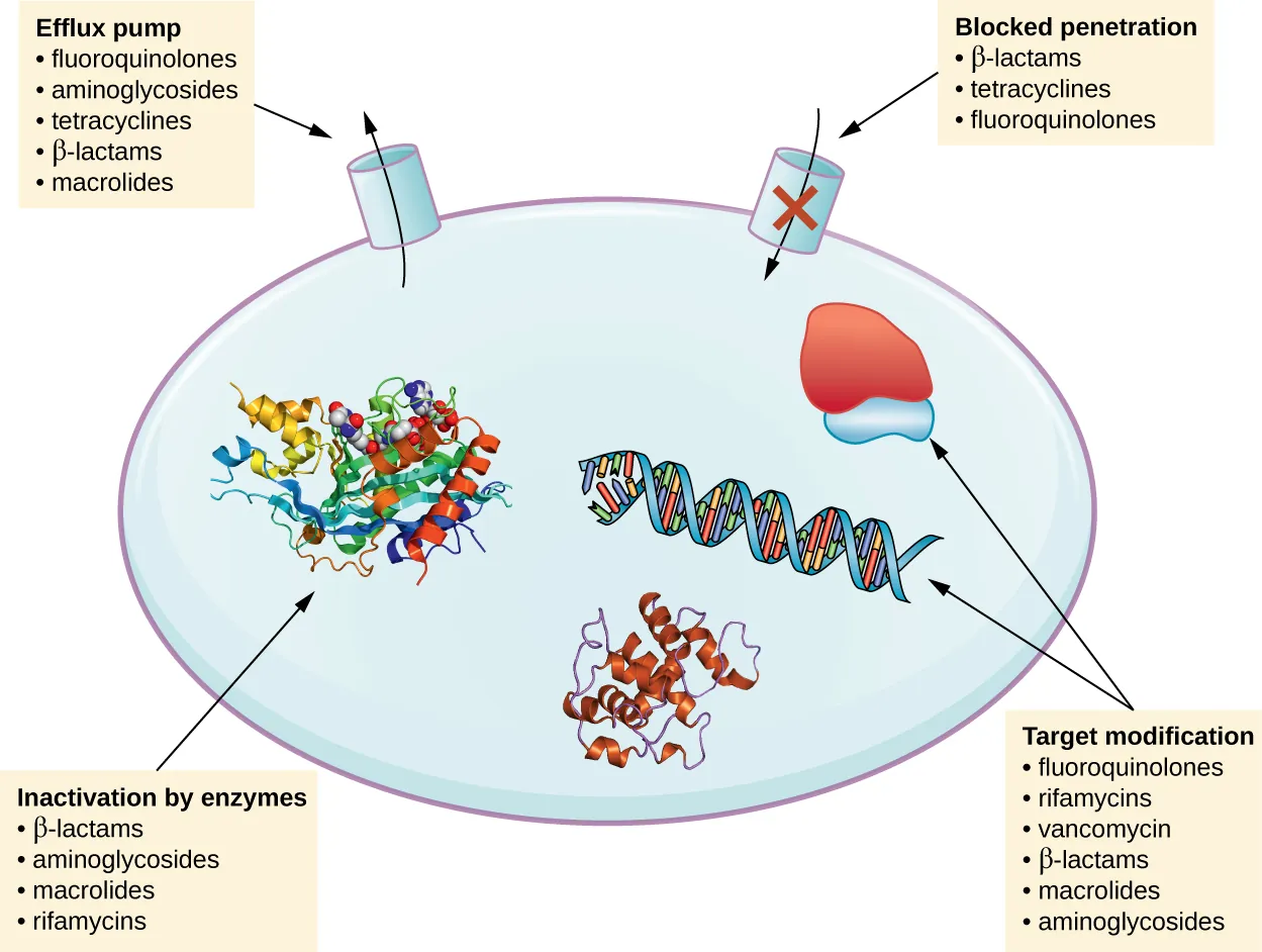 Mechanisms of resistance. Description below.