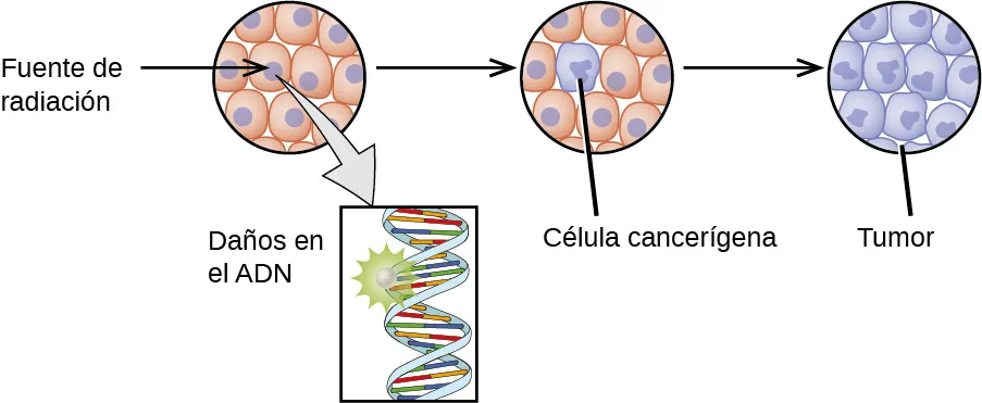 Se muestra un diagrama con una esfera blanca seguida de una flecha hacia la derecha y una gran esfera compuesta por muchas esferas blancas y verdes más pequeñas. La esfera única ha impactado en la esfera mayor. Una flecha orientada a la derecha conduce desde la esfera más grande a un par de esferas más pequeñas que son colecciones de las mismas esferas blancas y verdes. Entre estas dos esferas hay un patrón en forma de estrella con tres flechas orientadas a la derecha que conducen a dos esferas blancas y a un círculo lleno de diez círculos más pequeños de color melocotón con puntos morados en el centro. Una flecha conduce hacia abajo desde este círculo hasta una caja que contiene una forma helicoidal con una explosión de estrellas cerca de su parte superior izquierda y que está marcada como “daño del A D N”. Una flecha orientada a la derecha conduce desde este círculo a un segundo círculo, con nueve círculos más pequeños de color melocotón con puntos morados en sus centros y un pequeño círculo totalmente morado marcado como "célula cancerosa". Una flecha orientada a la derecha conduce a un último círculo, esta vez lleno de las células púrpuras, que está marcado como "tumor".