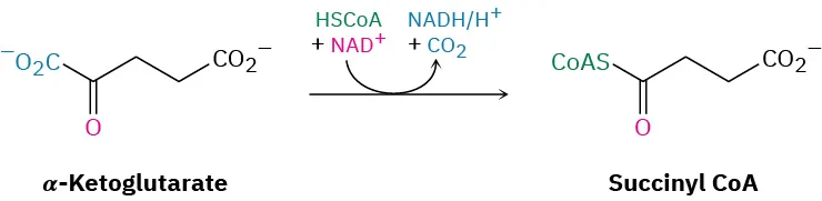 Alpha-ketoglutarate is converted to succinyl CoA via HS-CoA condensation, and nicotinamide adenine dinucleotide cation  mediated decarboxylation.