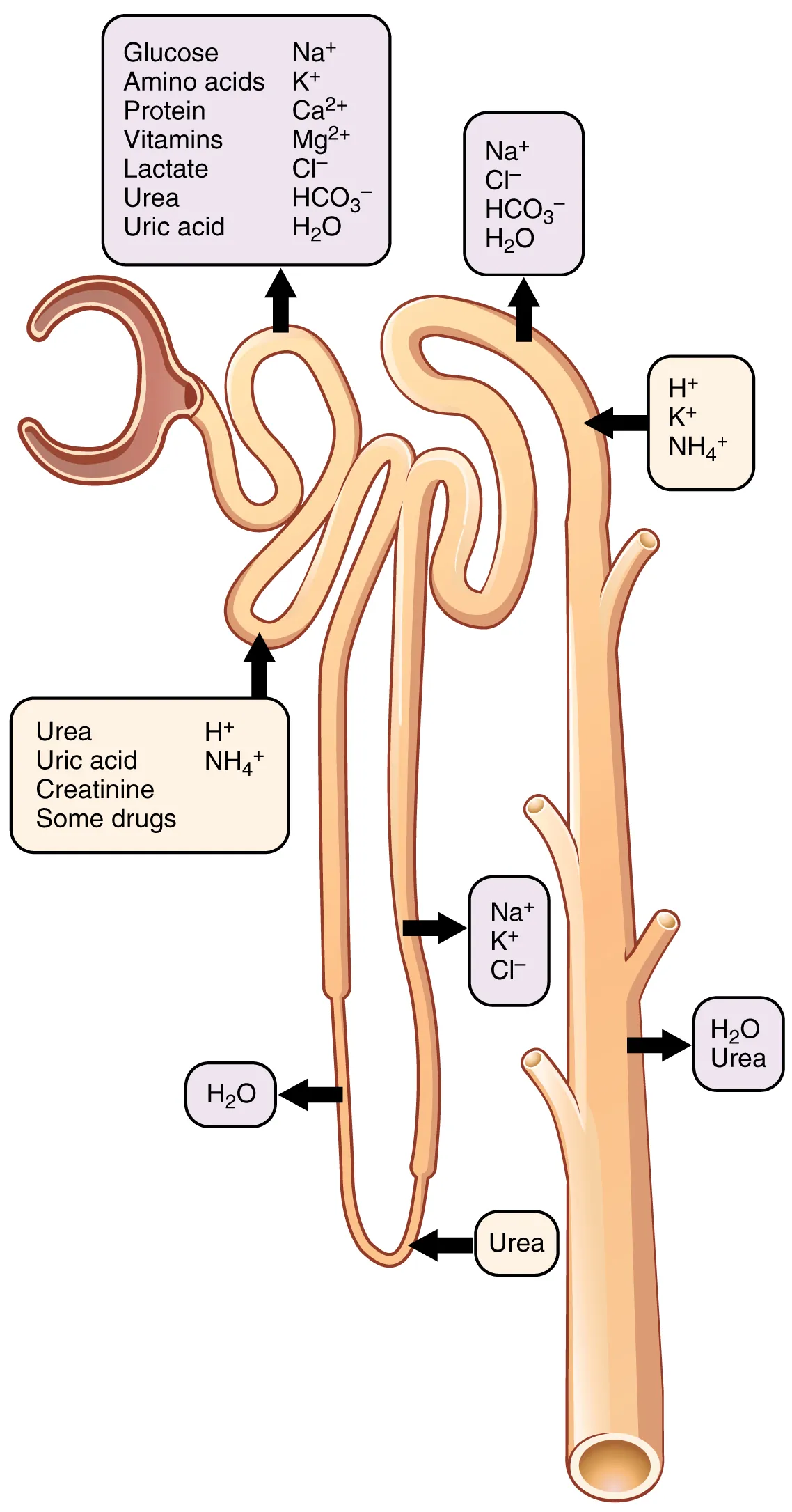 This diagram shows the different ions and chemicals that are secreted and reabsorbed along the nephron. Arrows show the direction of the movement of the substance.