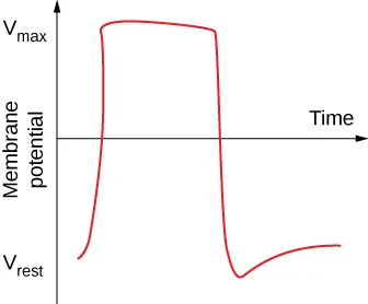 This line graph is labeled on the vertical axis Membrane potential. It has an arrow going straight upwards. The other arrow goes straight across in the middle of the main axis and is labeled time. The red line begins near the bottom of the vertical axis, climbs up toward the top, goes straight across for a half an inch, falls down pass the start, until bouncing up a little bit and tapering off.