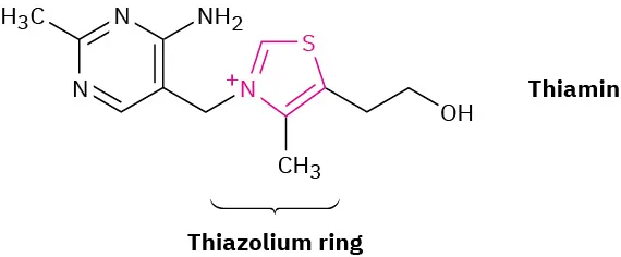 Vitamin B 1 contains a thiazolium ring in which C 2 is bonded to 2-carbon chain with terminal carbon bonded to hydroxyl group. N 3 of the ring is bonded to a C H 2 whch in turn is bonded to a 6-membered substituted ring.