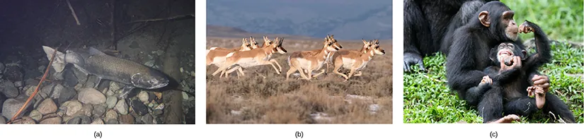 Photo (a) shows a salmon swimming. Photo (b) shows pronghorn antelope running on a plain. Photo (c) shows chimpanzees.