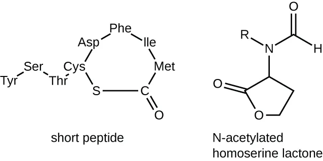Small peptides. Description below.