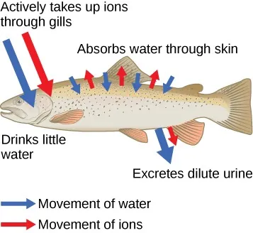 Illustration shows a fish in an environment where water is absorbed through the skin. The fish drinks little water and excretes dilute urine. Sodium, potassium, and chlorine ions are lost through the skin, and the fish actively transports these same ions into its gills to compensate for this loss.