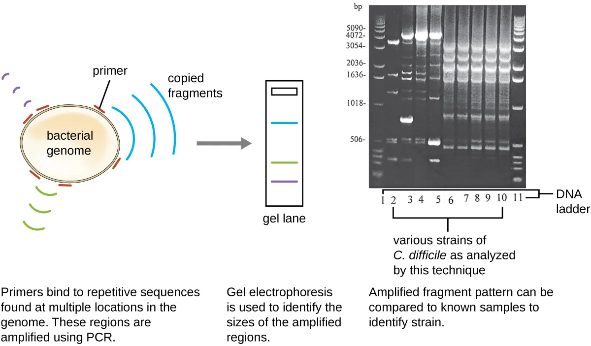 A diagram of molecular analysis. Description below.