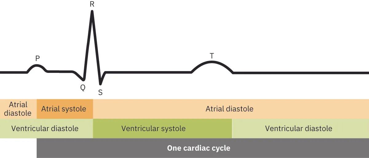 A diagram showing the cardiac cycle.