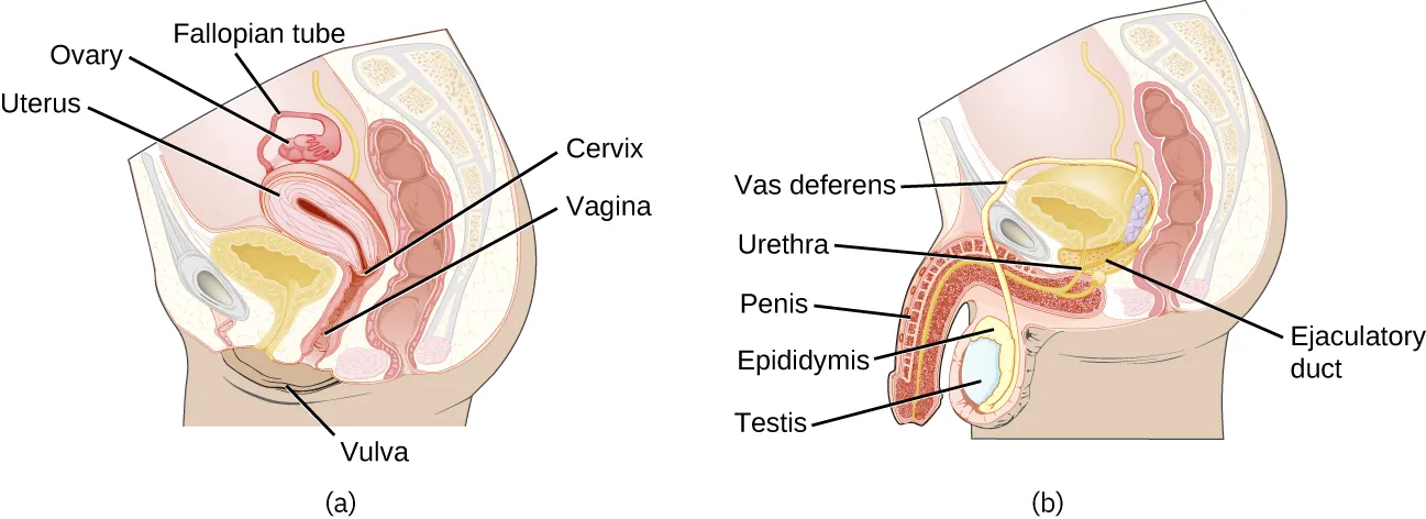 Illustration of (a) female reproductive system and (b) male reproductive system.