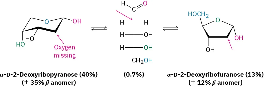 The Haworth projection of alpha-D-2-deoxyribopyranose having plus 35 percent beta anomer converts into its Fischer projection which then forms a Haworth projection of alpha-D-2-deoxyribofuranose having plus 12 percent beta anomer.