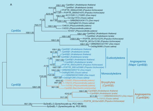 A phylogenetic tree shows relationships between plant chloroplast D N A and cyanobacteria. Nodes are numbered for reference only. The tree begins with a vertical line at the left that meets horizontal lines above and below. The lower line is labeled 66/1.00 just before it meets a vertical line that meets horizontal lines above and below labeled S y G r o E L - 2 (Synechocystis s p. P C C 6803) and S y G r o E L - 1 (Synechocystis s p. P C C 6803), respectively. The starting vertical line also meets a horizontal line above that meets a vertical line at node 1 that meets horizontal lines above and below. The lower horizontal line is labeled blue highlighted C p n 60 beta and meets a vertical line at node 2 just after the label 100/1.00. This vertical line meets a brown horizontal line below that meets a vertical line at node 3 just after 91/1.00. This vertical line meets a brown horizontal line below to P O P T R_0010s14520 (Populus trichoparpe) and a brown line above that is labeled 62/0.97 just before it meets a vertical line at node 4 that meets brown horizontal lines above and below. The upper line is labeled 100/1.00 just before it meets a brown vertical line that meets brown vertical lines above and below to C p n 60 beta 4 (Arapbidopsis thaliana) and C p n 60 beta 4 (Arabidopsis lyrata) above and below, respectively. The lower line is labeled 91/1.00 just before it meets a brown vertical line that meets brown horizontal lines above and below labeled G R M Z M 2 G 042253 (Zea mays) and 13113 (Oryza sativa), respectively. The entire group of brown lineages is labeled Angiosperms (C p n 60 beta 4). Going back to node 2, the vertical line meets an upper horizontal line that meets a vertical line at node 3 just after text reading 72/0.90. This vertical line meets an orange line below that begins a group of orange lineages and is labeled 90/1.00 just before reaching an orange vertical line at node 5 that meets horizontal lines above and below. The lower orange horizontal line is labeled C p n 60 beta (Marchantia polymorpha) and the upper horizontal line is labeled 99/1.00 right before it meets a vertical line that meets a horizontal line below to 115702 (Physcomitrella patens) and a horizontal line above that is labeled 68/0.92 just before it meets a vertical line that meets lines above and below to 110483 (Physocomitrella patens) and 176210 (Physcomitrella pattens) above and below, respectively. All of these orange highlighted lineages are labeled Bryophytes (C p n 60 beta). Going back to node 3, the vertical line extends up to meet a blue horizontal line labeled -/0.50 before meeting a blue vertical line at node 6 that begins a group of blue lineages. The vertical line extends down to a group of blue lineages labeled Monocotyledons and up to a group of blue lineages labeled Eudicotyledons. The Eudicotyledons and Monocotyledons are both classified as Angiosperms (Major C p n 60 beta). From node 6, the vertical line meets a blue horizontal line at 75/0.98 that meets a blue vertical line that meets horizontal lines above and below that each meet vertical lines just after text reading, 100/1.00. The lower horizontal line meets a vertical line above that meets horizontal lines above and below to G R M Z M 2 G 083716 (Zea mays) and O s 6 g 02380 (Oryza satvia), respectively. The upper horizontal line meets a vertical line that meets horizontal lines above and below to G R MZ M 2 zg 0 1589 (Zea mays) and O s 02 g 01280 (Oryza satvia), respectively. Going back to node 6, the blue vertical line extends up to a horizontal line labeled -/1.00 as it meets a blue vertical line at node 7 that meets blue horizontal lines above and below. The upper horizontal line meets a blue horizontal line above labeled 96/1.00 just before it meets a blue vertical line at node 8 that meets horizontal lines above and below. The upper horizontal line is labeled 100/1.00 just before it meets a blue vertical line that meets horizontal lines to C p n 60 beta 1 (Arabidopsis thaliana) and C p n 60 beta 1 (Arabidopsis lyrata) above and below, respectively. Going back to node 8, the vertical line meets a blue lower horizontal labeled 96/1.00 just before it meets a vertical line to horizontal lines above and below labeled C p n 60 beta 2 (Arabidopsis thaliana) and C p n 60 beta 2 (Arabisopsis lyrata), respectively. Going back to node 7, that meets horizontal lines above and below, the lower horizontal line is labeled -/0.82 immediately before meeting a blue vertical line at node 9. This vertical line meets horizontal lines above and below that are each labeled 100/1.00 immediately before they meet vertical lines at nodes. Each of these vertical lines meets horizontal lines above and below. The top set of horizontal lines ends at C p n 60 beta 3 (Arabidopsis thaliana) and C p n 60 beta 3 (Arabidopsis lyrata) above and below, respectively. The lower set of horizontal lines each end at P O P T R_003 s 20870 (Populus trichocarpe). Going back to node 1, the vertical line extends up to a horizontal line labeled blue highlighted C p n 60 alpha. This line is labeled 100/1.00 as it meets a vertical line at node 10. This vertical line meets horizontal lines above and below. The lower horizontal line is labeled 100/1.00 as it meets a vertical line at node 11. This vertical line meets a horizontal line above that is labeled 100/1.00 immediately before it meets a vertical line at node 12 that meets horizontal lines above and below. The upper horizontal line is labeled 100/1.00 as it meets a vertical line at a node and this vertical line meets horizontal lines above and below labeled C p n 60 alpha 2 (Arabidopsis thaliana) and C p n 60 alpha 2 (Arabidopsis lyrata), respectively. Going back to node 12, the lower horizontal line is labeled 100/1.00 just before it meets a vertical line that meets a horizontal line to P O P T R_0015 s 1570 (Populus trichocarpe) above and extends directly to P O P T R_0015 s 15190 (Populus trichocarpe) below. Going back to node 11, the vertical line extends down to a horizontal line labeled 100/1.00 as it meets a vertical line at a node. This vertical line meets horizontal lines above and below to G R M Z M 2 G 321767 (Zea mays) and O s 09 g 38980 (Oryza sativa) above and below, respectively. Going back to node 10, the vertical line extends up to meet a horizontal line that is labeled 79/0.77 as it meets node 13 at a vertical line. This vertical line extends down to meet a horizontal line that extends to 191837 (Physcomitrella patens) and extends up to meet a horizontal line labeled -/0.76 as it meets a vertical line at node 14. This vertical line extends down to a horizontal line labeled 100/1.00 right before it meets a vertical line that meets horizontal lines above and below to 134633 (Physcomitrella patens) and 116555 (Physcomitrella patens), respectively. The same vertical line extends up to meet a horizontal line that is labeled 92/0.89 just before it meets a vertical line at node 15. The vertical line at node 15 extends down to a horizontal line labeled 88/1.00 as it meets a vertical line at node 16. This vertical line meets horizontal lines above and below that are each labeled 100/1.00 immediately before meeting vertical lines that each meet horizontal lines above and below. The upper pair of horizontal lines is labeled A C 215201.3_F G 0005 (Zea mays) and O s 12 g 179 10 (Oryza sativa) above and below, respectively. The lower pair of horizontal lines is labeled G R M Z M 2 G 4 34173 (Zea mays) and O s 03 g 64210 (Oryza sativa), respectively. Going back to node 14, the vertical line extends up to a horizontal line labeled 65/0.68 as it meets a vertical line at node 16. This vertical line extends up to a horizontal line labeled 100/1.00 before it meets a vertical line that meets a horizontal line to C p n 60 alpha 1 (Arabidopsis thaliana) above and that meets C p n 60 alpha 1 (Arabidopsis lyrata) below. Going back to node 16, the line extends down to a horizontal line labeled 98/1.00 before meeting a vertical line that meets horizontal lines above and below to P O P T R_0004 s 22340 (Populus trichocarpe) and P O P T R_009 s 01470 (Populus tricocarpe) above and below, respectively.