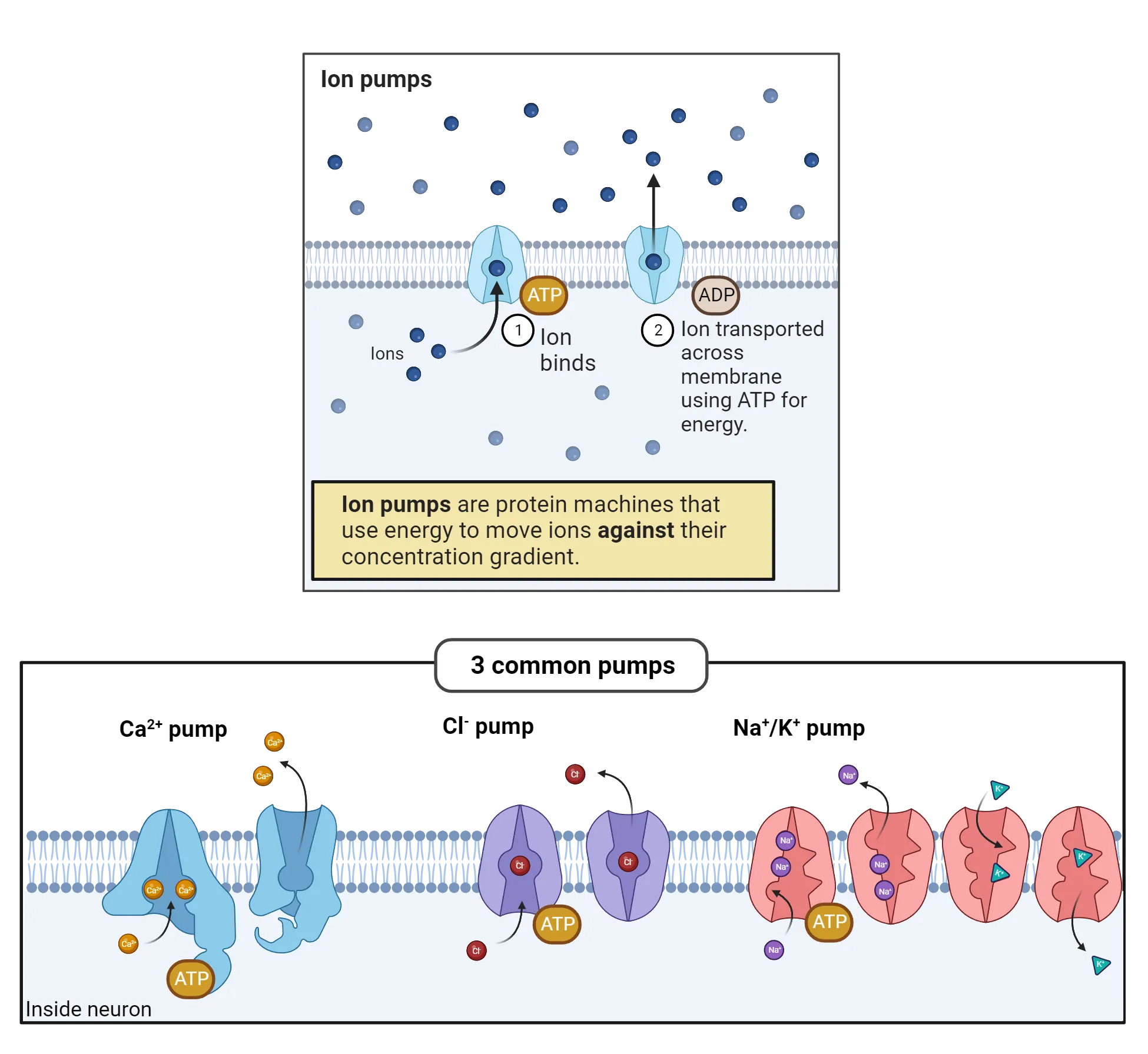 Top: Diagram of a cell membrane. Ions are shown inside and outside the cell.  Ion pumps shown moving ions across the membrane. Arrows indicate direction of pumping. Bottom: Diagram of a cell membrane. Ions are shown inside and outside the cell.  Ca2+, Cl- and Na+/K+ pumps shown moving ions across the membrane. Arrows indicate direction of pumping.