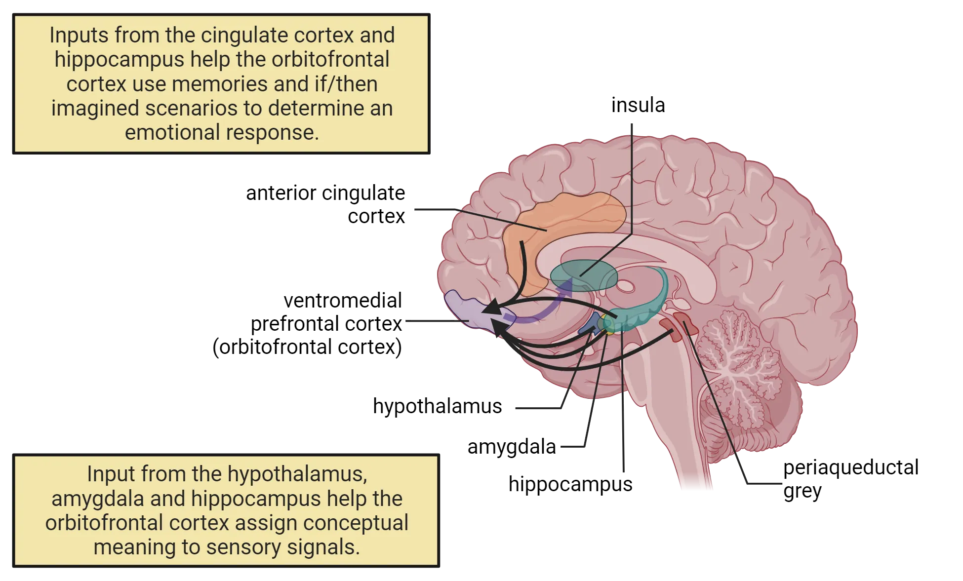 A diagram of a brain, sliced sagittally at midline. The ventromedial prefrontal cortex and its input/output structures are highlighted.