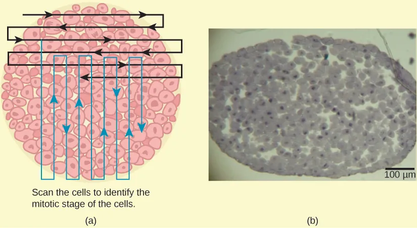 Left: This figure shows an illustration of whitefish blastula cells with a scanning pattern from right to left, and from top to bottom. Right: A micrograph of whitefish blastula cells in various phases of the cell cycle is shown.