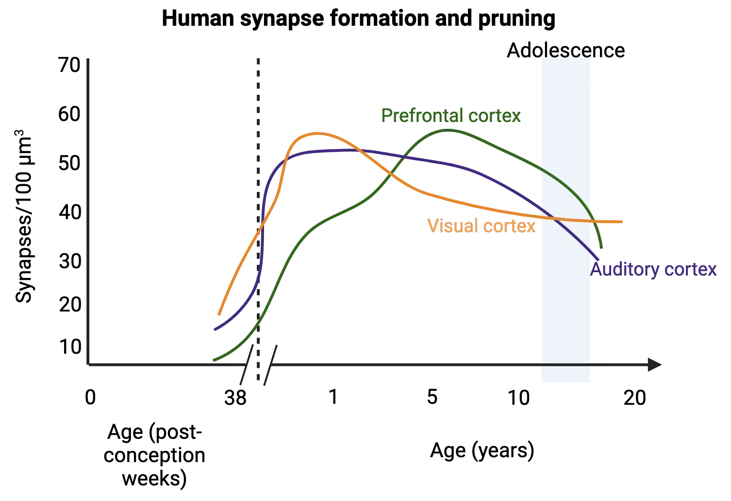 A line graph of synapse density per volume (y axis) versus developmental age, ranging from conception through 20 years post-birth. Lines for visual and auditory cortex rise from just prior to birth and peak in the 1st year of life then show a shallow decline into young adulthood. Prefrontal cortex peaks later in childhood (age 5-10 and is more actively declining during adolescence into young adulthood.