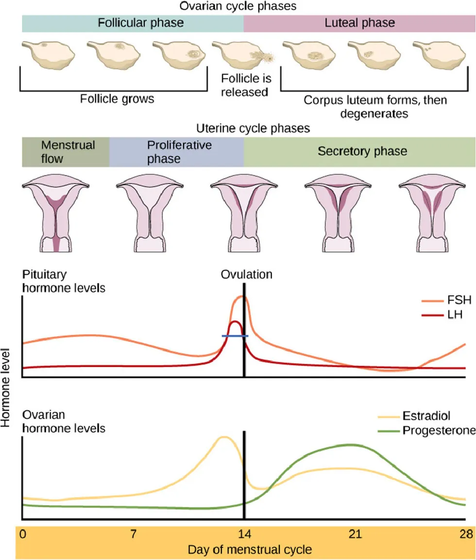 A complex diagram showing the phases of the female menstrual cycle. The diagram is presented in four layers. Layer one is the ovarian cycle layer showing the growth and degeneration of the follicle. Layer two is the uterine cycle showing the menstrual flow, proliferative phase, and secretory phase. Layer three is the pituitary hormone level layer showing the rising FSH and LH at the point of ovulation. Layer four is the ovarian hormone level showing rising estradiol just before ovulation and rising progesterone just after ovulation.