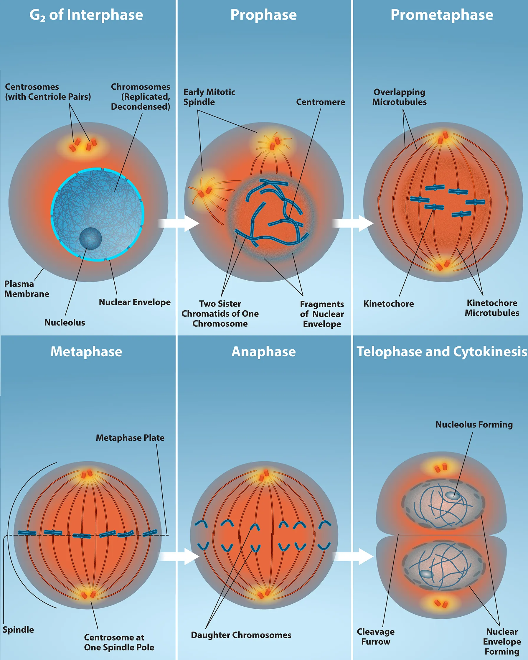 This diagram shows the five phases of mitosis and cytokinesis. During prophase, the chromosomes condense and become visible, spindle fibers emerge from the centrosomes, the nuclear envelope breaks down, and the nucleolus disappears. During prometaphase, the chromosomes continue to condense and kinetochores appear at the centromeres. Mitotic spindle microtubules attach to the kinetochores, and centrosomes move toward opposite poles. During metaphase, the mitotic spindle is fully developed, and centrosomes are at opposite poles of the cell. Chromosomes line up at the metaphase plate and each sister chromatid is attached to a spindle fiber originating from the opposite pole. During anaphase, the cohesin proteins that were binding the sister chromatids together break down. The sister chromatids, which are now called chromosomes, move toward opposite poles of the cell. Non-kinetochore spindle fibers lengthen, elongating the cell. During telophase, chromosomes arrive at the opposite poles and begin to decondense. The nuclear envelope reforms. During cytokinesis in animals, a cleavage furrow separates the two daughter cells. In plants, a cell plate separates the two cells.