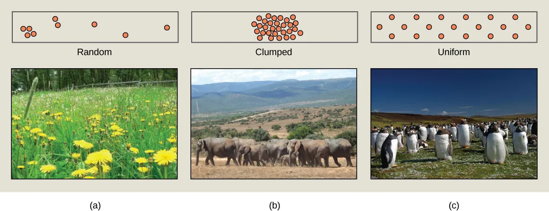 Photo (a) shows penguins, which maintain a defined territory and, therefore, have a uniform distribution. Photo (b) shows a field of dandelions whose seeds are dispersed by wind, resulting in a random distribution patter. Photo (c) shows elephants, which travel in herds resulting in a clumped distribution pattern.