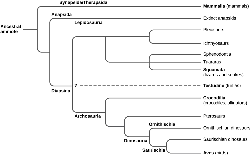 The trunk of the amniote phylogenetic tree is the ancestral amniote. Initially, the tree branches into diapsids, anapsids, and synapsids. Synapsids give rise to mammals, which are therapsids. Anapsids are all extinct. Diapsids are subdivided into two groups, lepidosaurs and archosaurs. Lepidosauria includes plesiosaurs, ichthyosaurs, Sphenodontia and Squamata, which includes lizards and snakes. Archosauria branches into Crocodilia, pterosaurs, dinosaurs, and birds.
