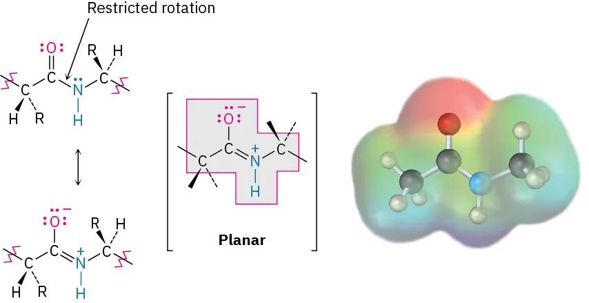 The restricted amide bond rotation forms a planar amide enolate. The square bracket in parentheses shows the planar structure. It also shows the ball-and-stick model of product.